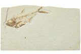 Fossil Fish (Diplomystus) - Green River Formation #224685-1